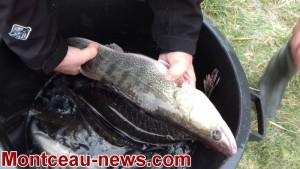 Chevaliers de la Gaule (Blanzy)