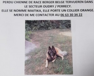 Chienne perdue dans le secteur Oudry / Perrecy