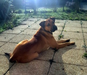 Chien errant aux Bizots