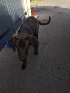 Chien trouvé à Gourdon