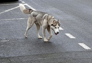 Chien « errant » à Montceau