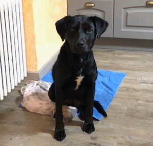 Chien trouvé à Montceau