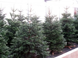 LE JARDINIER DE POUILLOUX