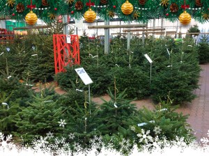 Les Sapins de Noël à Villaverde (Montceau – Gourdon)