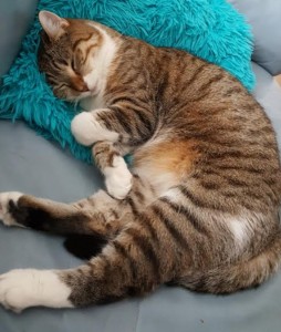 Chat « perdu » à Montceau