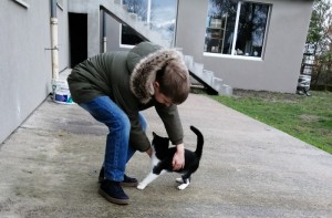 Chat trouvé à  Saint-Vallier