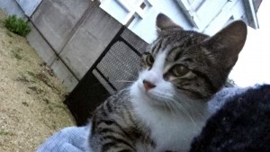 Chat « perdu » à Montceau