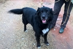 Chien trouvé à Pouilloux