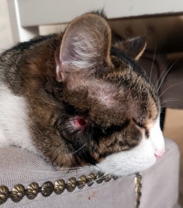 Maltraitance de chat à Saint-Vallier