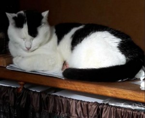 Disparu aux Bois Francs à Saint-Vallier