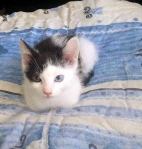 Chat perdu à Montceau