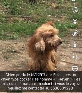 Chien perdu aux Bizots