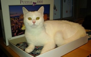 Chat perdu à Saint-Vallier