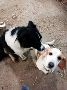 Chiens perdus à La Tagnière