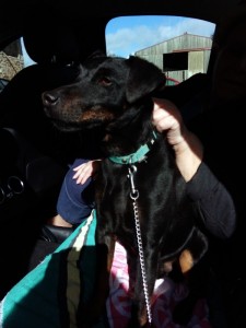 Chien trouvé à Perrecy les Forges