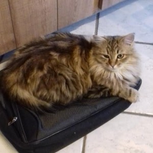 Disparu à Montceau