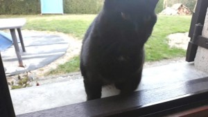 Chat errant à Sanvignes