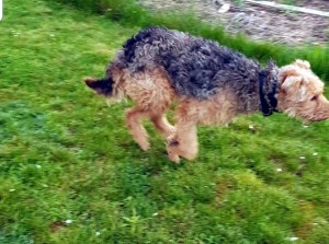 Chien errant « blessé ? » au Bois du Verne (Montceau)