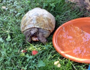 Insolite (Blanzy)