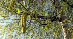 Alerte aux pollens de bouleau (Environnement – santé)