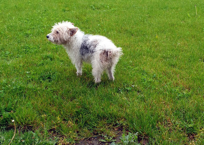 Chien dog errant perdu wanted lecteur reader site web information news Montceau-news.com 0805191