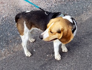 Chien trouvé à Blanzy