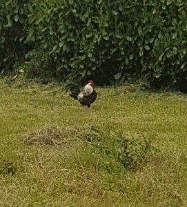 Coq perdu à Pouilloux