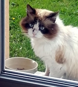 Chat « en danger » à Saint-Vallier