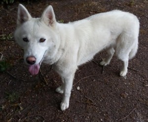 Chien trouvé à Montceau-les-Mines