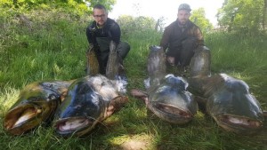 Pêche : Thomas et Damien ont sorti 4 silures du Lac de la Sorme