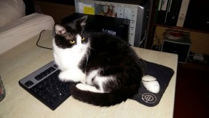 « Blacky » a disparu (Toulon-sur-Arroux)