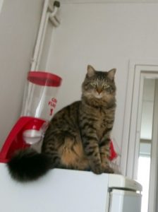 « Chanel » a disparu (Montceau)