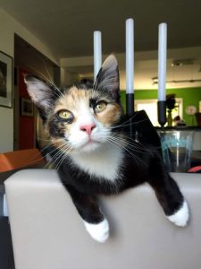 « Oscare » a disparu à Montceau