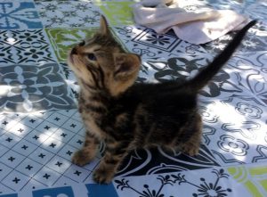 Chaton trouvé à  GRANDVAUX
