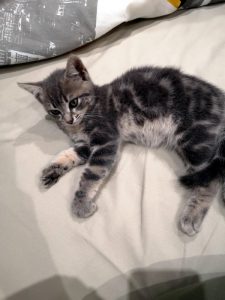 Chaton trouvé à Montceau