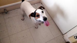 Jack Russel trouvé à Montceau