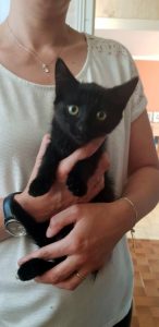 Chaton trouvé aux Bois Francs