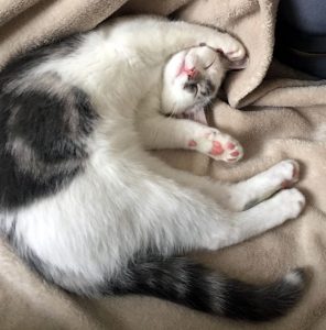 Chatte perdue à Montceau