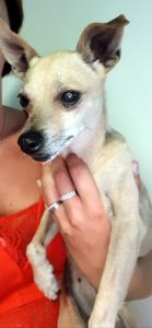 Petite chienne trouvée à Sanvignes