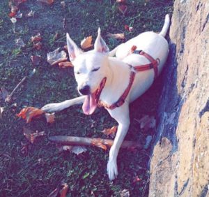 Chien perdu à Montceau