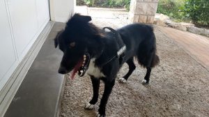 Chien trouvé à Saint-Vallier