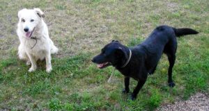 Chiens retrouvés à Perrecy-les-Forges