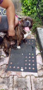 Jeune chien trouvé à Montceau