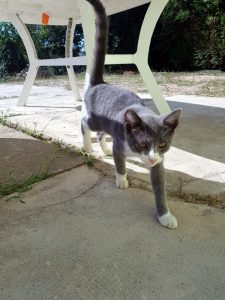 Trouvé à Saint-Vallier