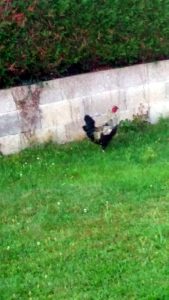 A qui le coq ?