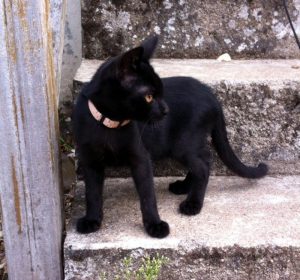 A qui ce chat trouvé à Perrecy ?