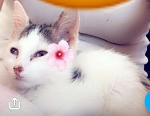 Chatte disparue aux Rompois à Blanzy