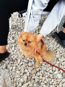 Spitz femelle trouvée à Montceau