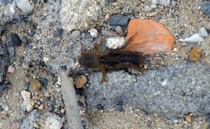 Connaissez-vous le Perlidae ?