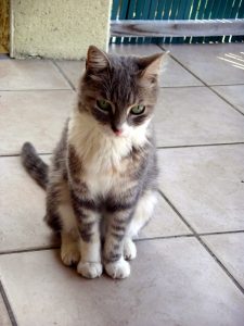 Chat « réfugié » à Sanvignes